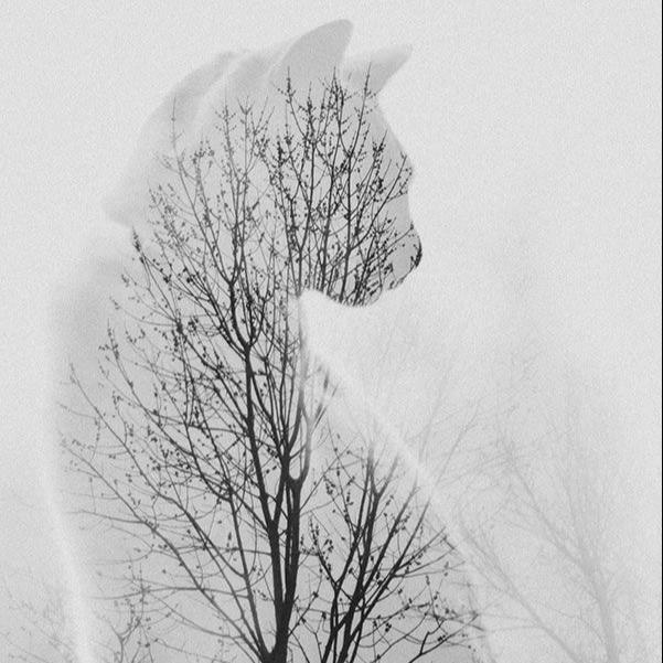 Ghost Kitty