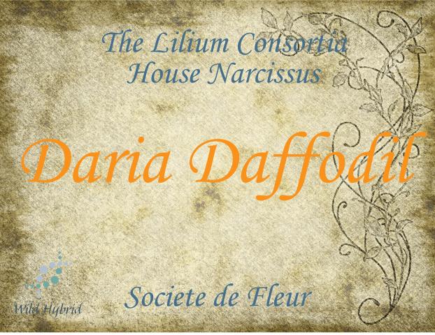 Daria Daffodil