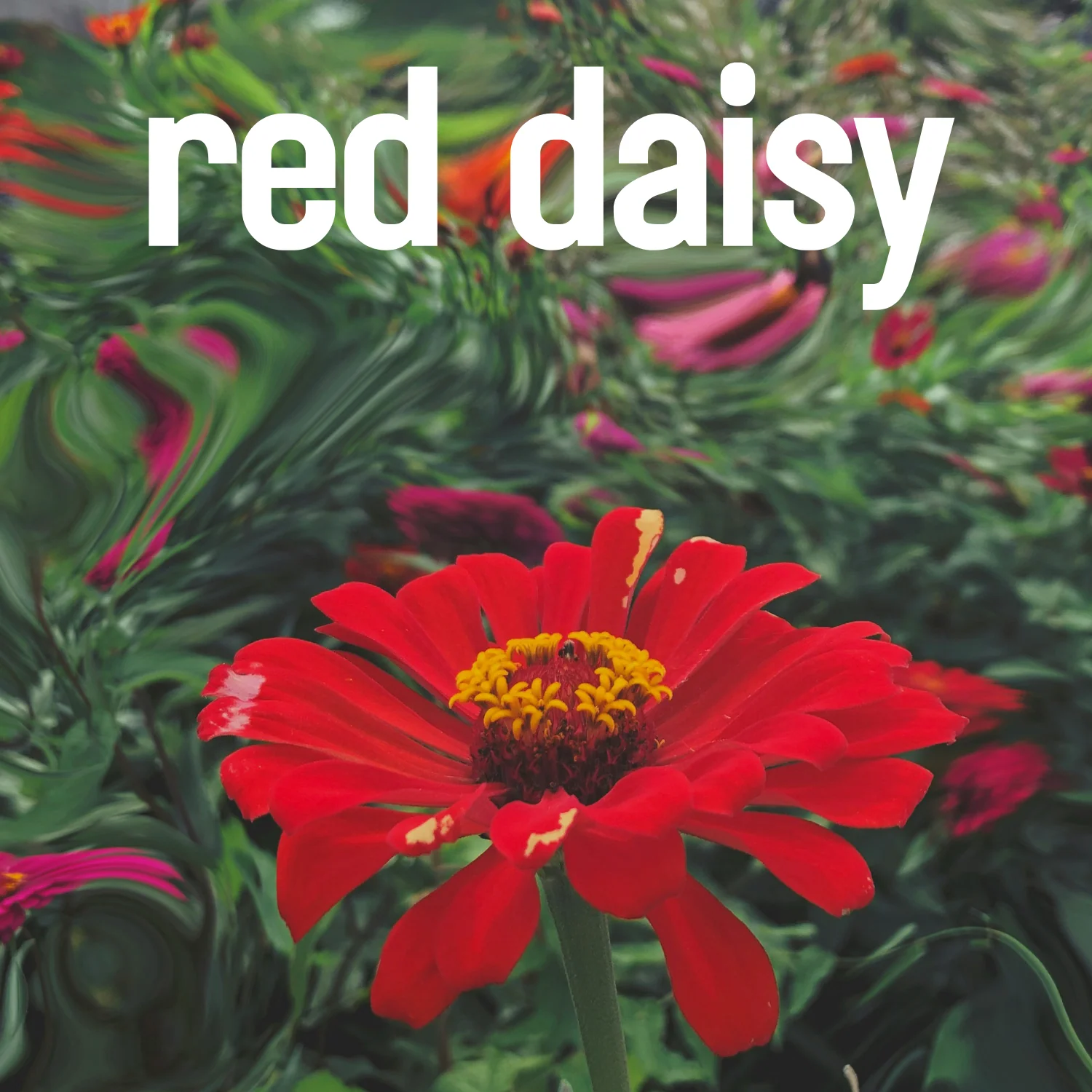 Red Daisy