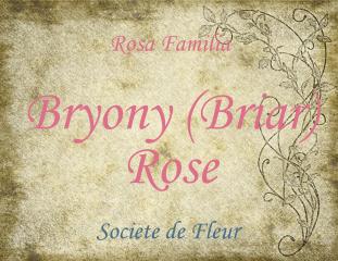 Bryony (Briar) Rose